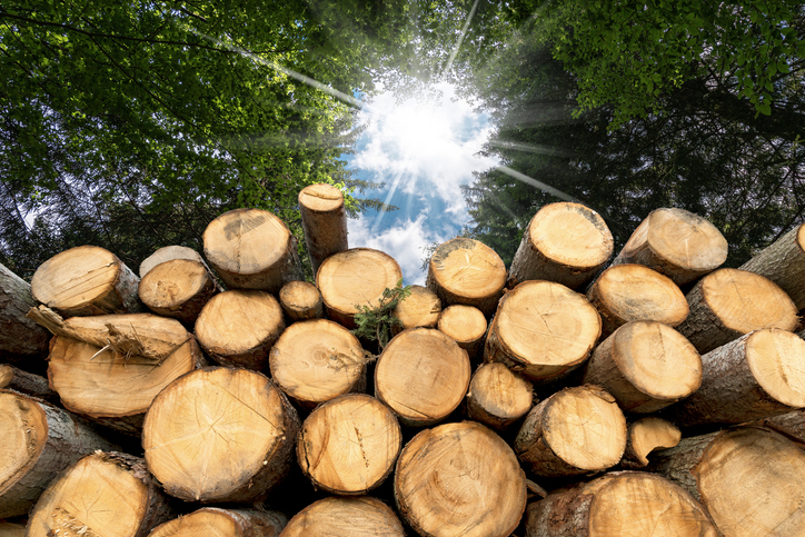 Stapel frisch geschlagener Baumstämme, dahinter Sonnenlicht zwischen den Baumkronen